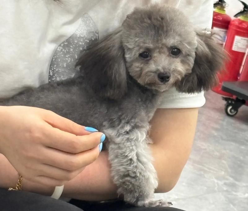 泰迪狗繁殖周期全攻略｜了解生小狗间隔时间