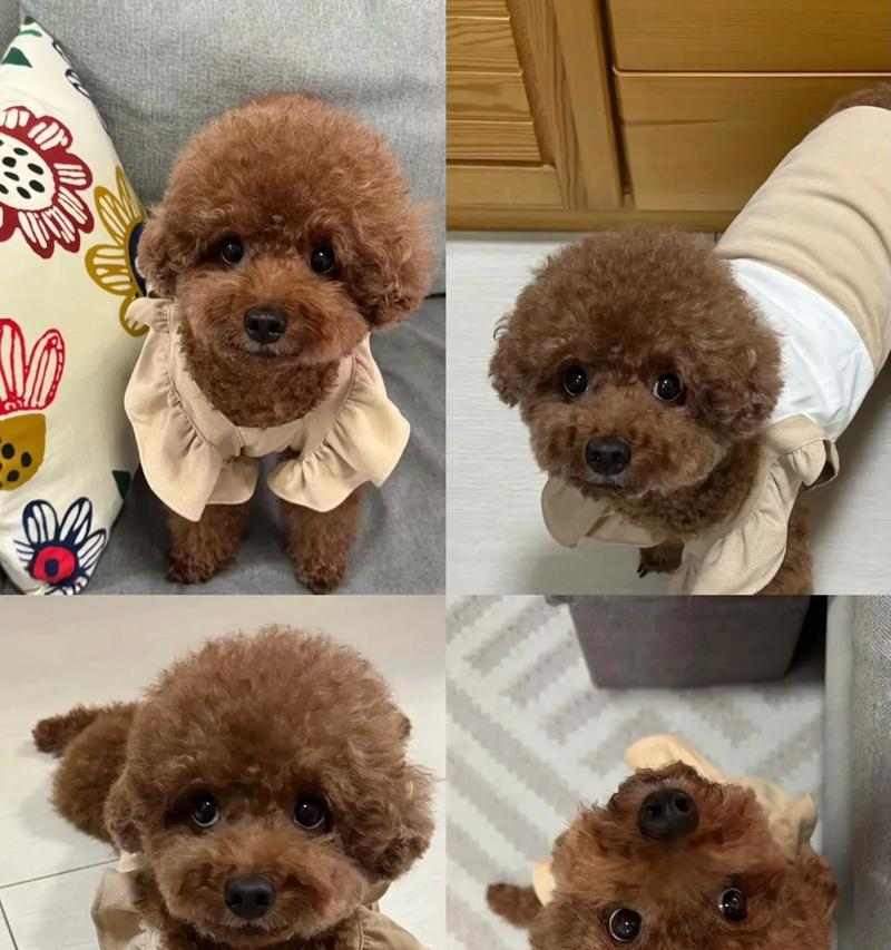 泰迪狗繁殖周期全攻略｜了解生小狗间隔时间