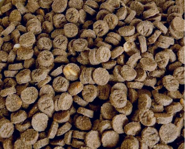 短脖子乔治猫粮好不好？