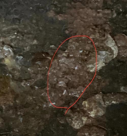 犬绦虫病症状与预防指南｜宠物健康守护全攻略