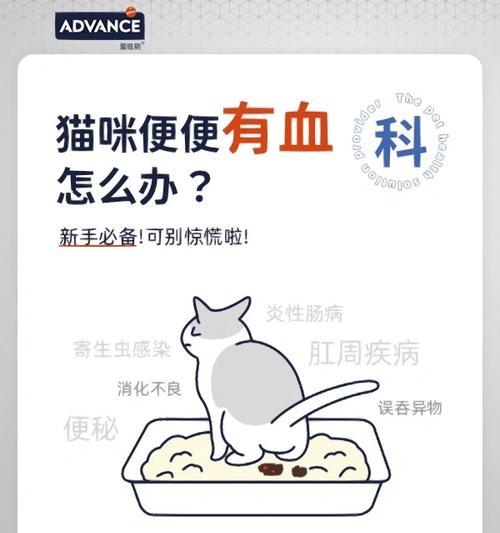 猫每日排便次数关键影响因素与健康保障指南