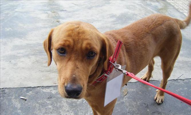 狗结扎手术恢复指南｜术后护理要点与注意事项全攻略