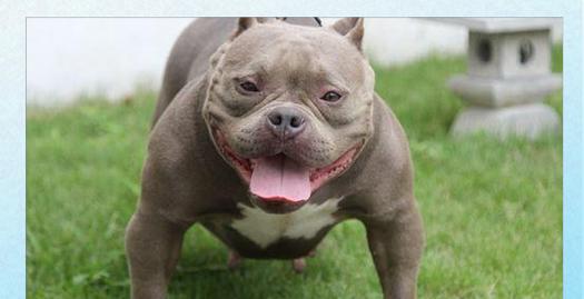 恶霸犬耳朵清洁全攻略｜定期护理预防耳部疾病