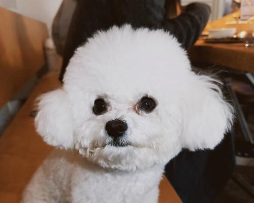 安静狗狗品种推荐｜城市家庭的理想伴侣全攻略