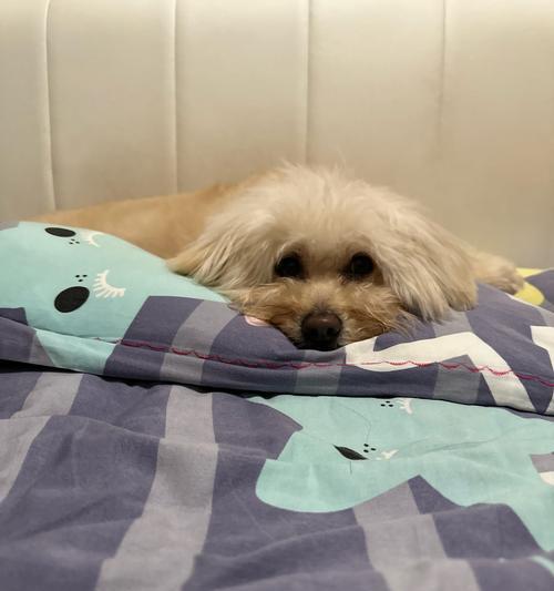 安静狗狗品种推荐｜城市家庭的理想伴侣全攻略