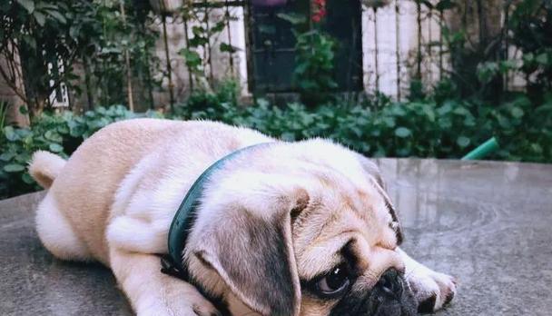 安静狗狗品种推荐｜城市家庭的理想伴侣全攻略