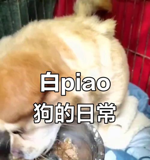 狗狗饮食规律与健康｜科学安排进食时间全攻略