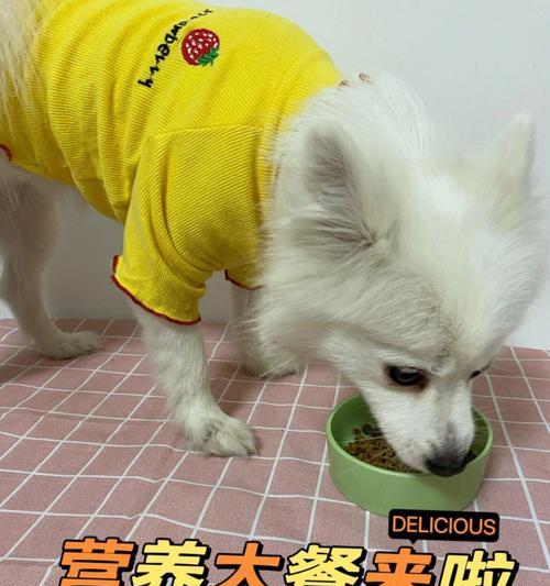 狗狗饮食规律与健康｜科学安排进食时间全攻略