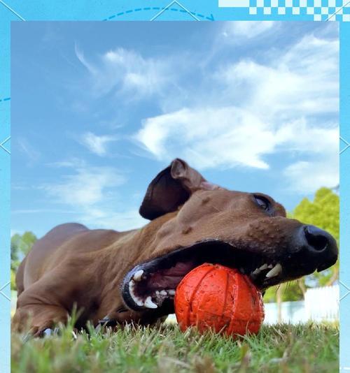 球虫病潜伏期与症状全攻略｜了解感染关键信息