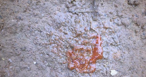 球虫病潜伏期与症状全攻略｜了解感染关键信息