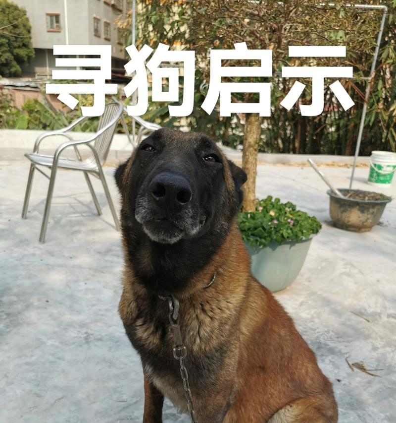 外地居住者宠物狗回家全攻略｜安全运输实用指南