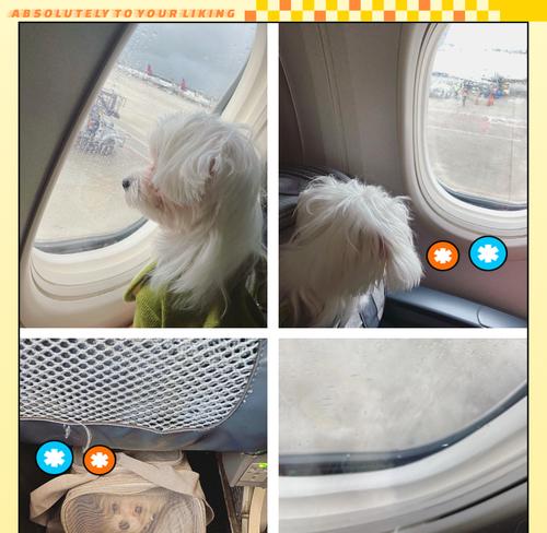 外地居住者宠物狗回家全攻略｜安全运输实用指南