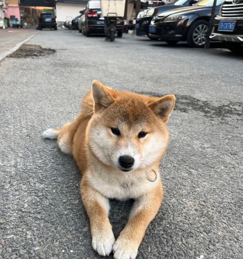 安静狗狗排行榜｜适合公寓生活的宁静伴侣