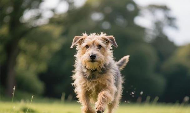 安静狗狗排行榜｜适合公寓生活的宁静伴侣