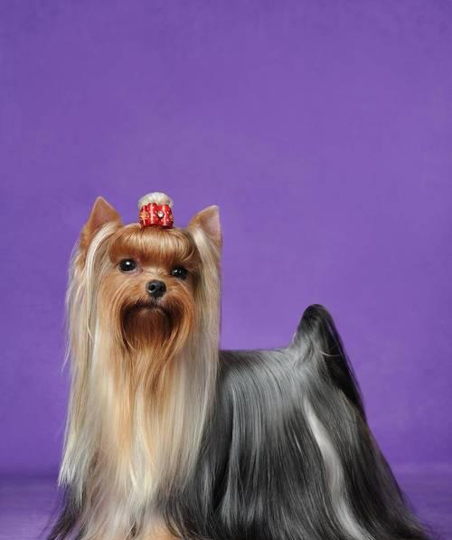 安静狗狗排行榜｜适合公寓生活的宁静伴侣