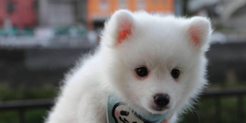 银狐犬饲养指南｜为何养银狐犬的人不多