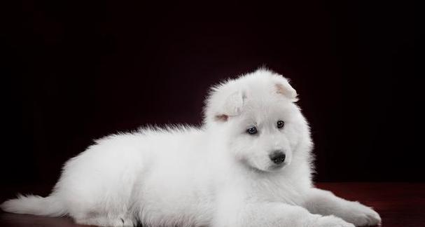 银狐犬饲养指南｜为何养银狐犬的人不多