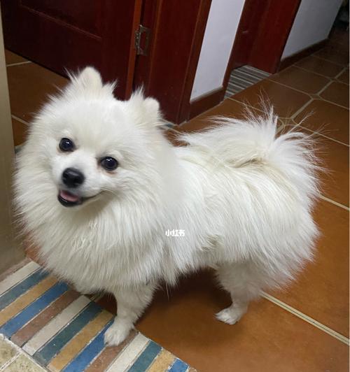 银狐犬饲养指南｜为何养银狐犬的人不多