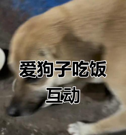 狗狗饮食规律与健康｜科学安排进食时间全攻略