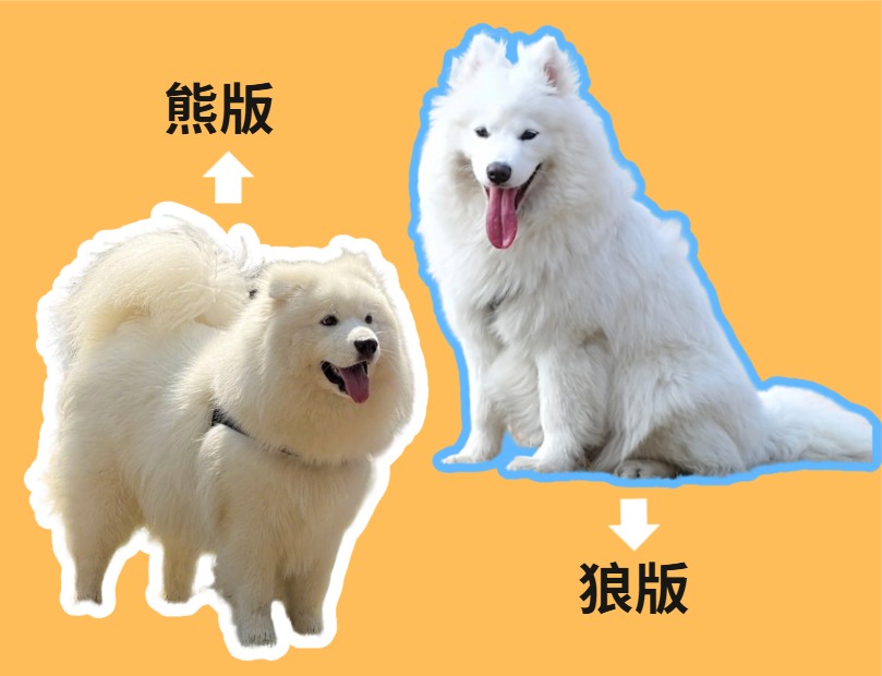 萨摩耶熊版和狼版的区别｜狗狗品种外观性格全攻略