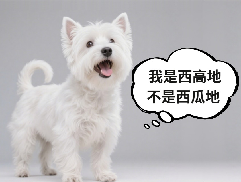 西高地犬爱叫吗？