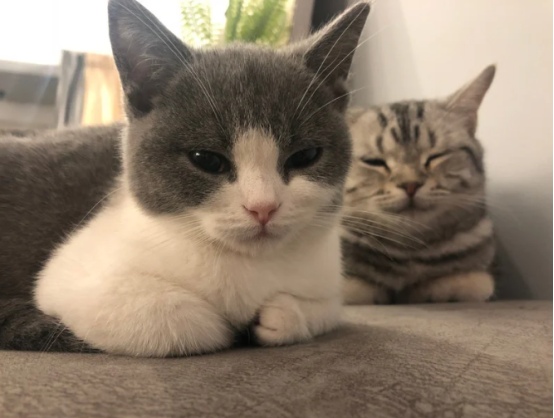 什么品种的猫更聪明？