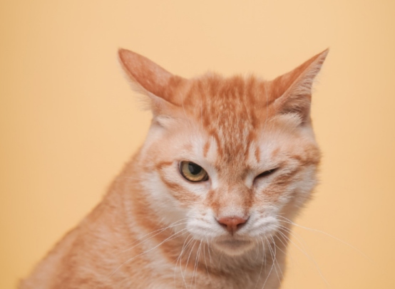 猫咪在床上尿尿怎么解决？