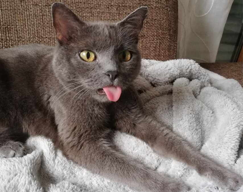 猫咪在床上尿尿怎么办｜实用指南帮你解决