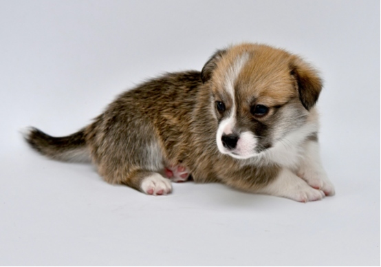 刚到家的小狗软便拉稀