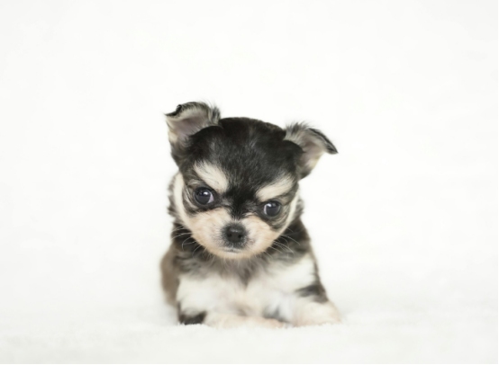 小狗软便拉稀怎么办