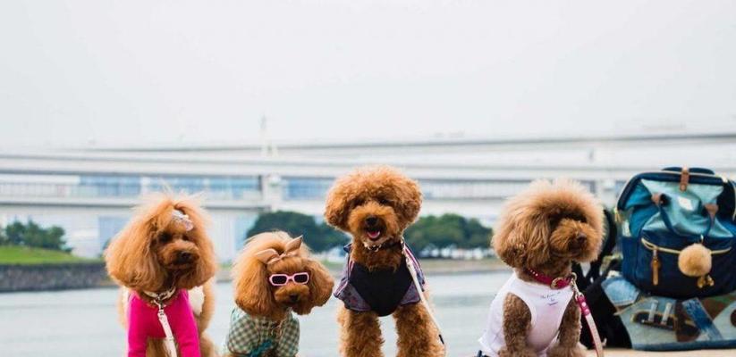 泰迪狗价格影响因素全攻略｜了解市场价格关键要素