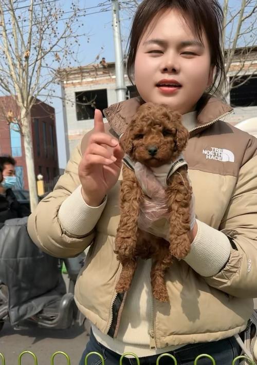 泰迪狗价格影响因素全攻略｜了解市场价格关键要素