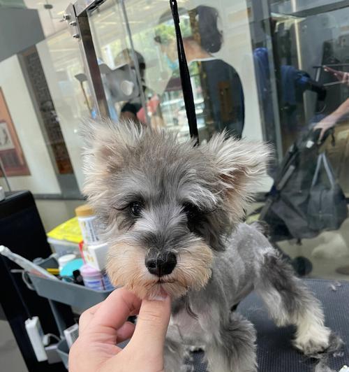 雪纳瑞剃胎毛全攻略｜掌握频率与技巧保持毛发健康亮丽