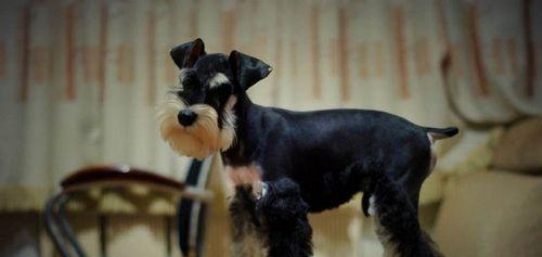 雪纳瑞剃胎毛全攻略｜掌握频率与技巧保持毛发健康亮丽