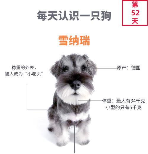 雪纳瑞剃胎毛全攻略｜掌握频率与技巧保持毛发健康亮丽