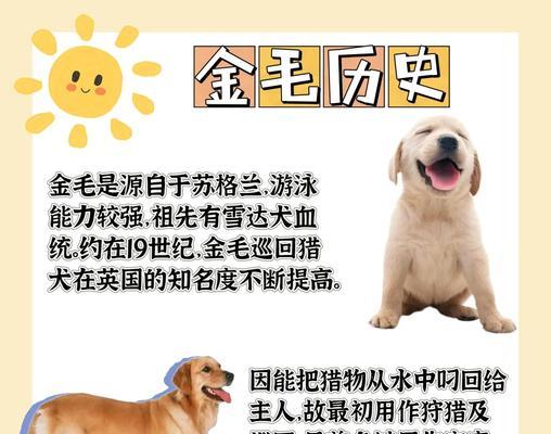 金毛尴尬期什么时候出现｜宠物犬成长关键阶段全攻略