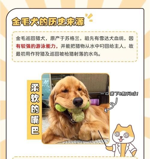 金毛尴尬期什么时候出现｜宠物犬成长关键阶段全攻略