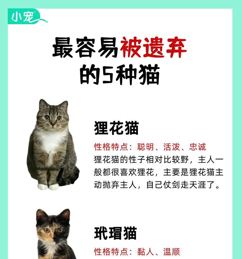 养猫注意事项全攻略｜猫咪健康快乐成长的核心技巧