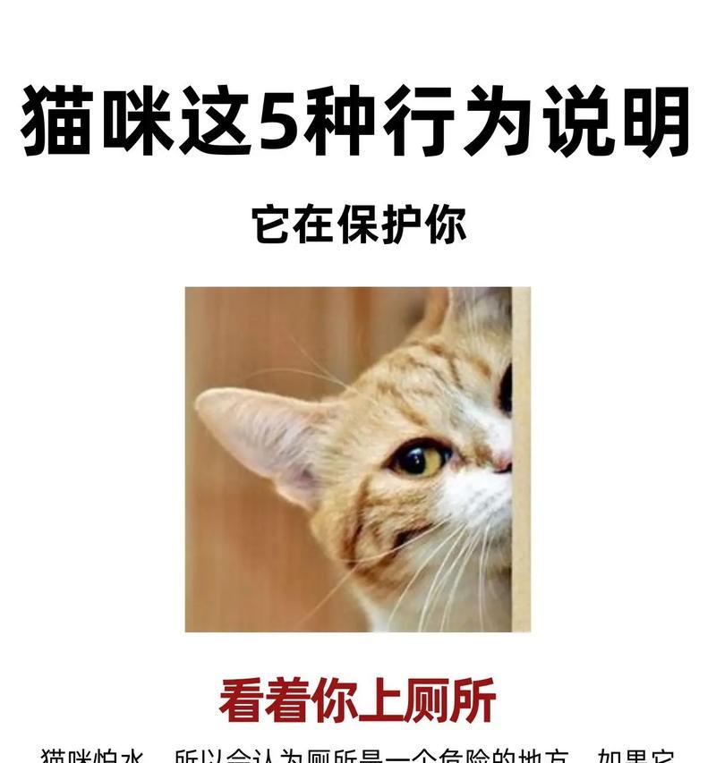 养猫注意事项全攻略｜猫咪健康快乐成长的核心技巧