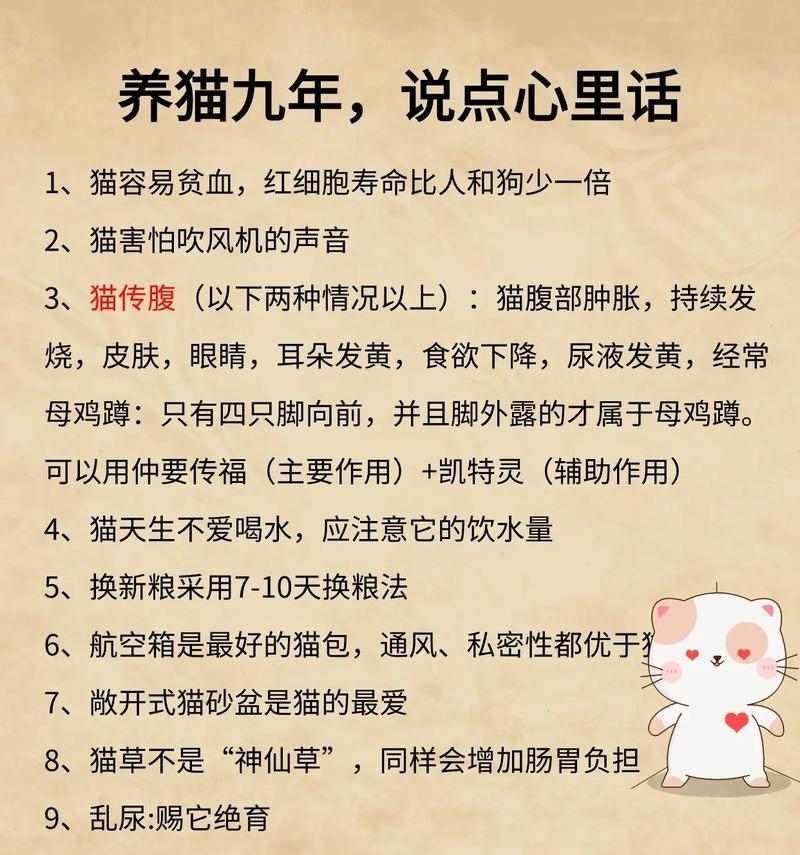 养猫注意事项全攻略｜猫咪健康快乐成长的核心技巧