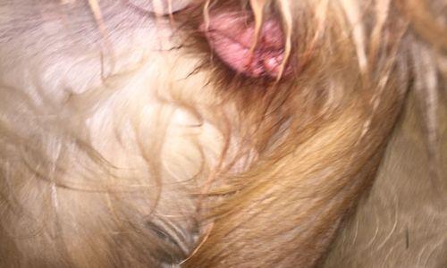 金毛犬交配全攻略｜正确繁殖步骤与注意事项