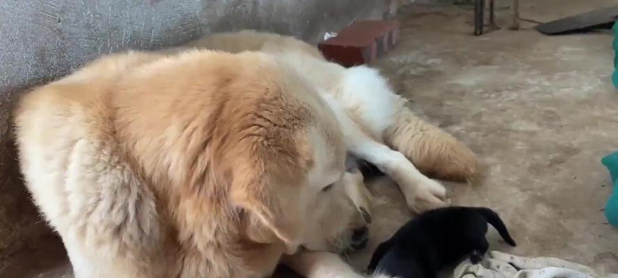 金毛犬交配全攻略｜正确繁殖步骤与注意事项