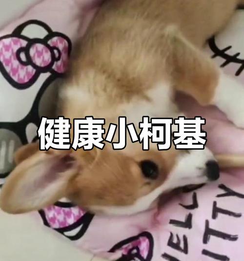 3个月大柯基宝宝健康饮食计划｜狗粮选择全攻略