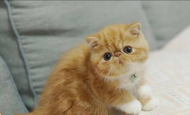 加菲猫饮食选择指南｜天然粮与商品粮全攻略