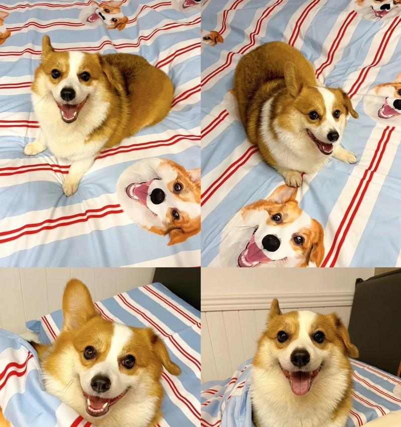 3个月大柯基宝宝健康饮食计划｜狗粮选择全攻略