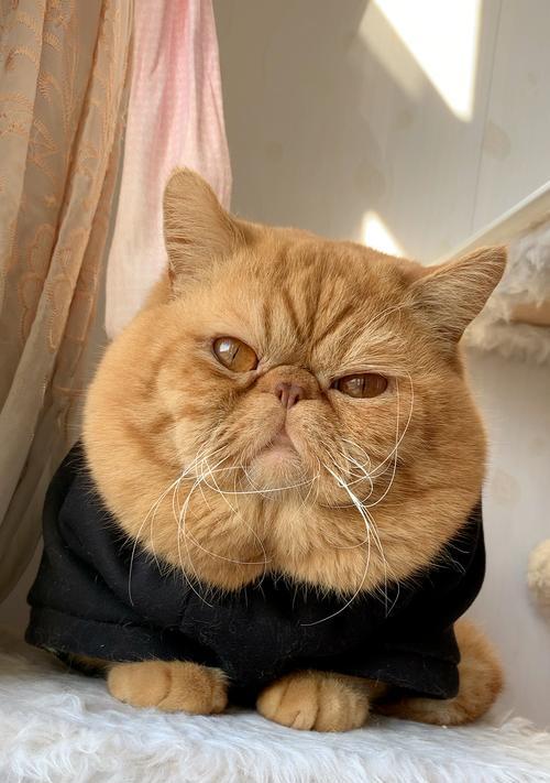 加菲猫饮食选择指南｜天然粮与商品粮全攻略