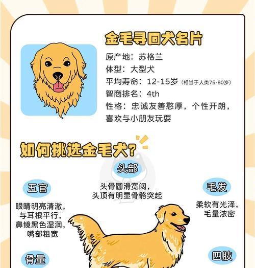 金毛犬交配全攻略｜正确繁殖步骤与注意事项