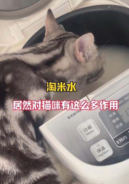 猫的多功能之谜｜猫咪如何改善你的生活