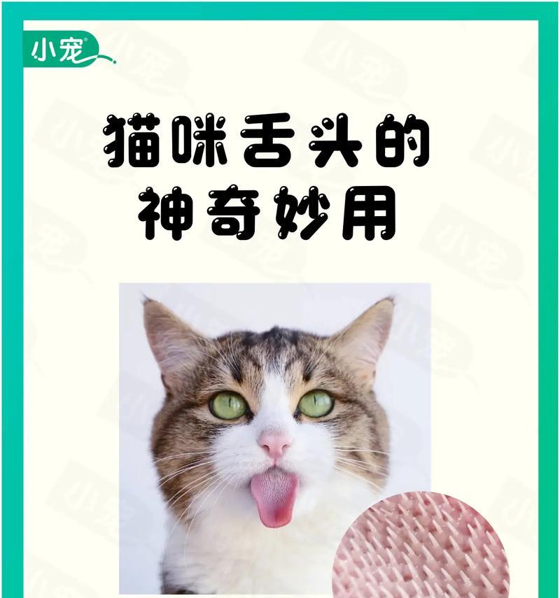 猫的多功能之谜｜猫咪如何改善你的生活