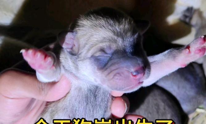 母狗产后洗澡时机全攻略｜科学护理守护健康